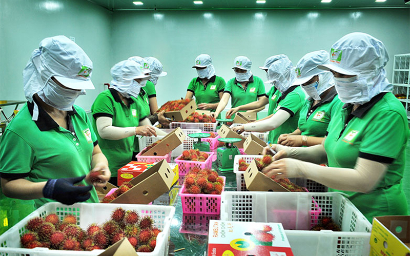 Cơ hội và thách thức của trái cây Việt Nam trên thị trường nước Mỹ
