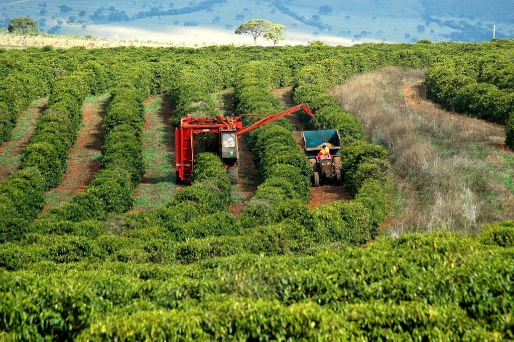 Sương giá quay trở lại những vùng trồng cà phê chủ chốt của Brazil ảnh hưởng rất lớn đến chất lượng