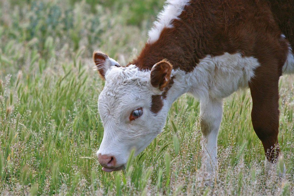 Hàng chục lít sữa bò bị đổ bỏ mỗi ngày tại Sóc Trăng