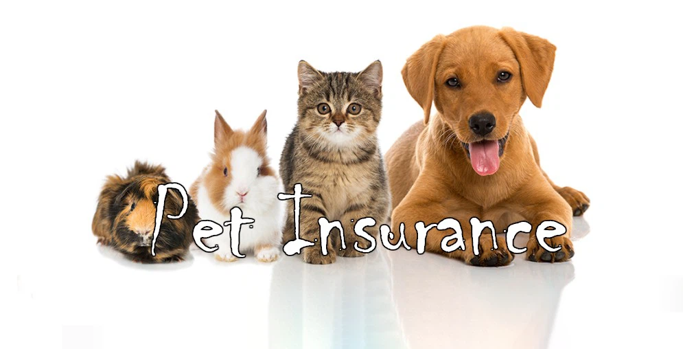 Thị trường bảo hiểm thú cưng 